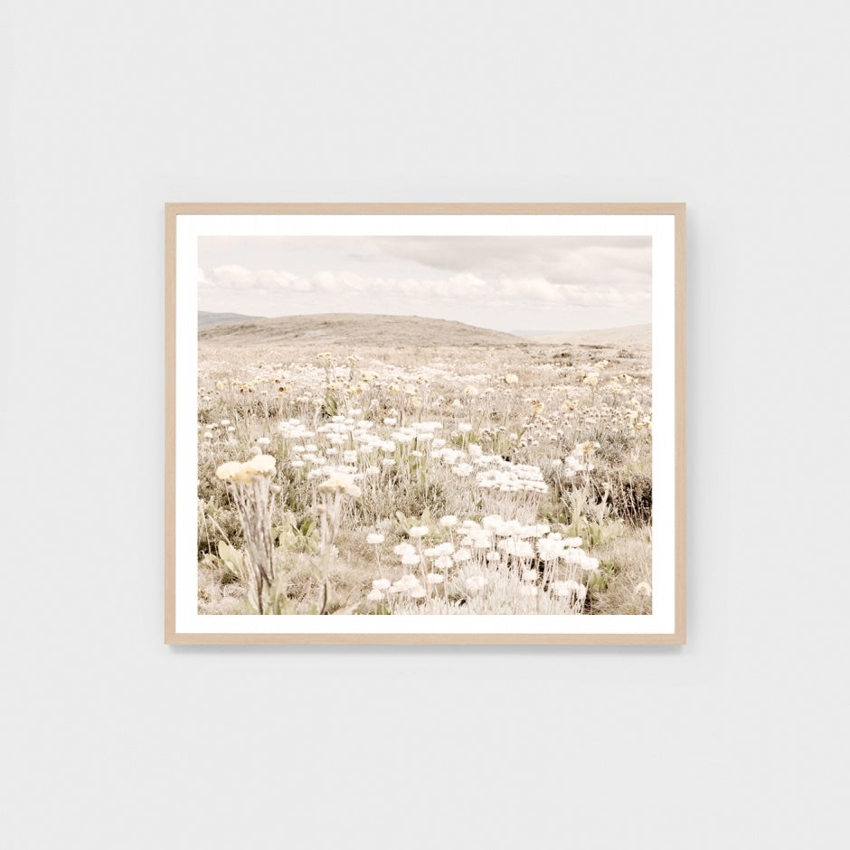 WARAUSALSW1_Australian Alpine Spring Print 50 x 43cm