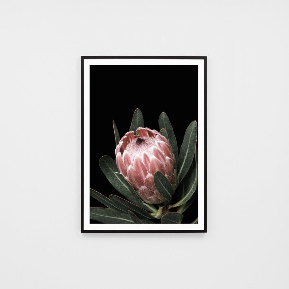 WARAUSBLG1_Australian Bloom Print 33 x 46cm