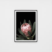 WARAUSBLG4_Australian Bloom Print 88 x 123cm