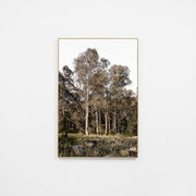 WARAUSBUSR2Z_Australian Bush Canvas 50 x 75cm, Premium Light Timber Veneer Frame