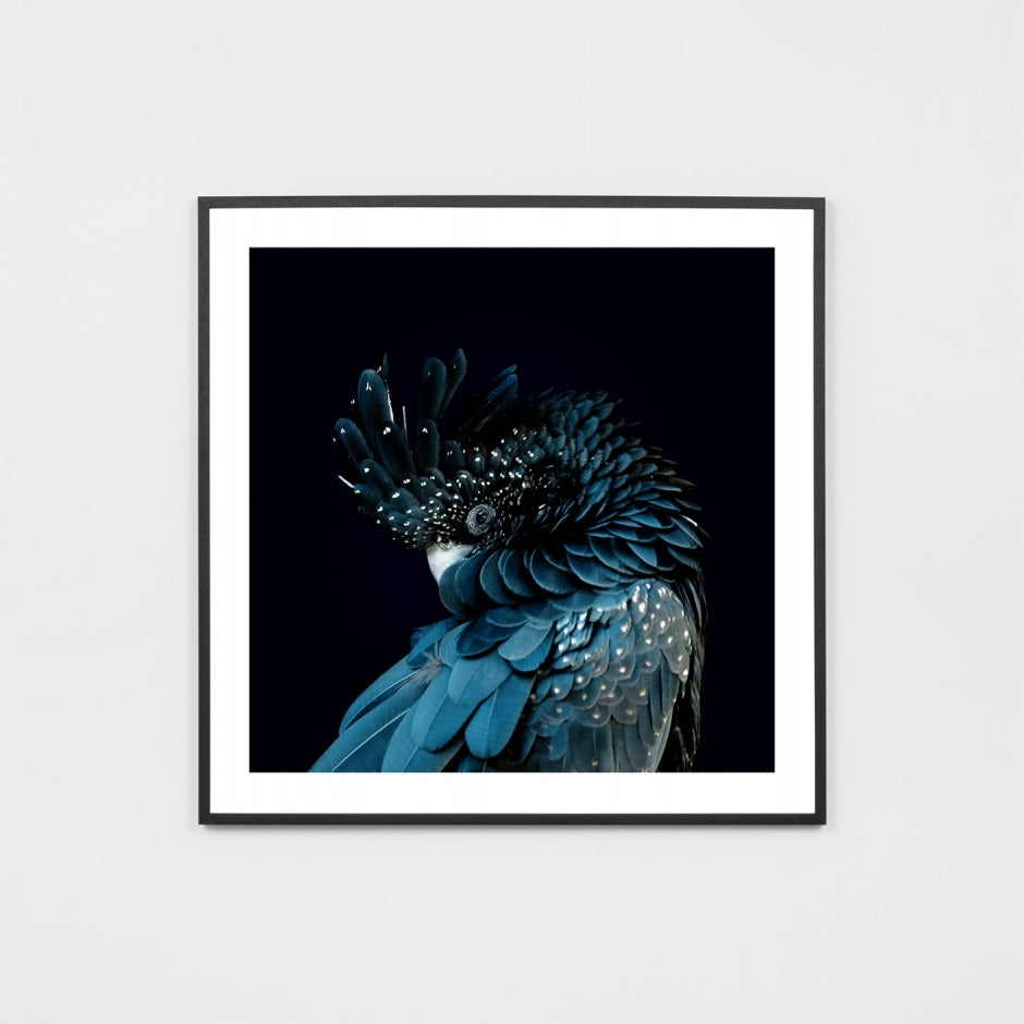 WARAUSCOS5_Australian Cockatoo Print 98 x 98cm