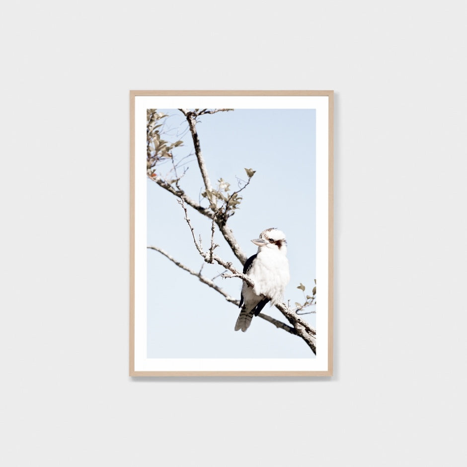 WARAUSKOG3_Australian Kookaburra Print 62 x 87cm