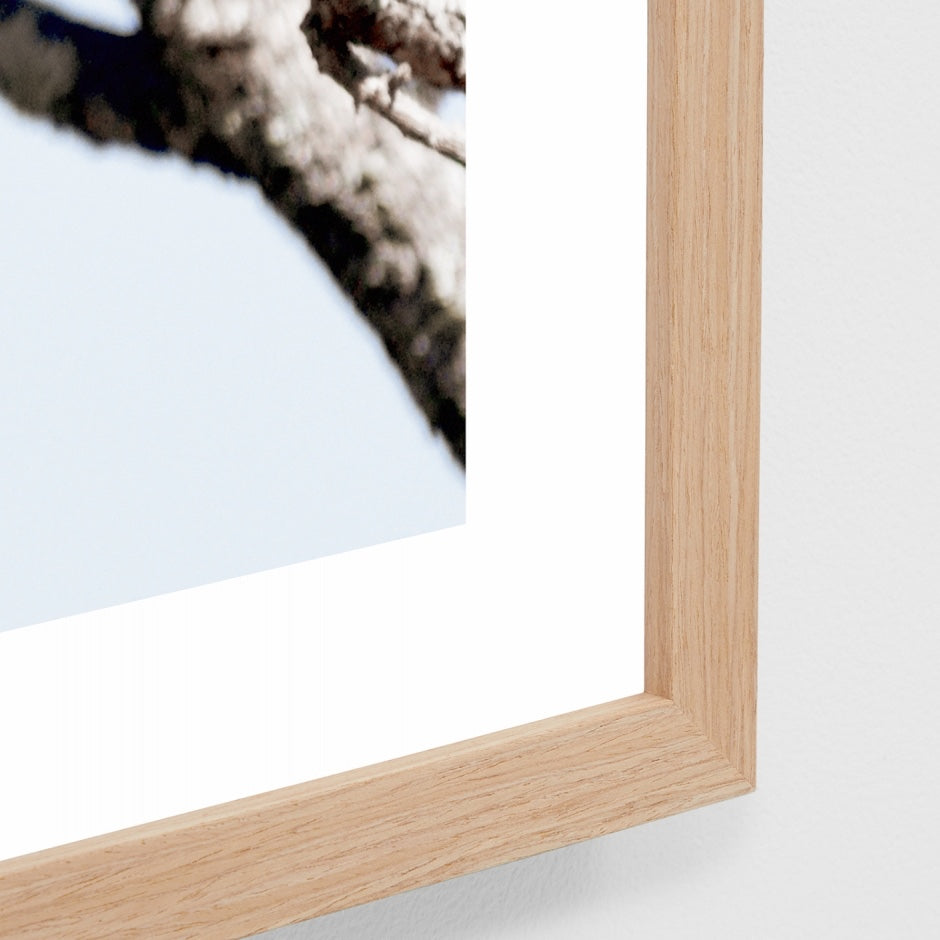 WARAUSKOG4_Australian Kookaburra Print 87 x 122cm