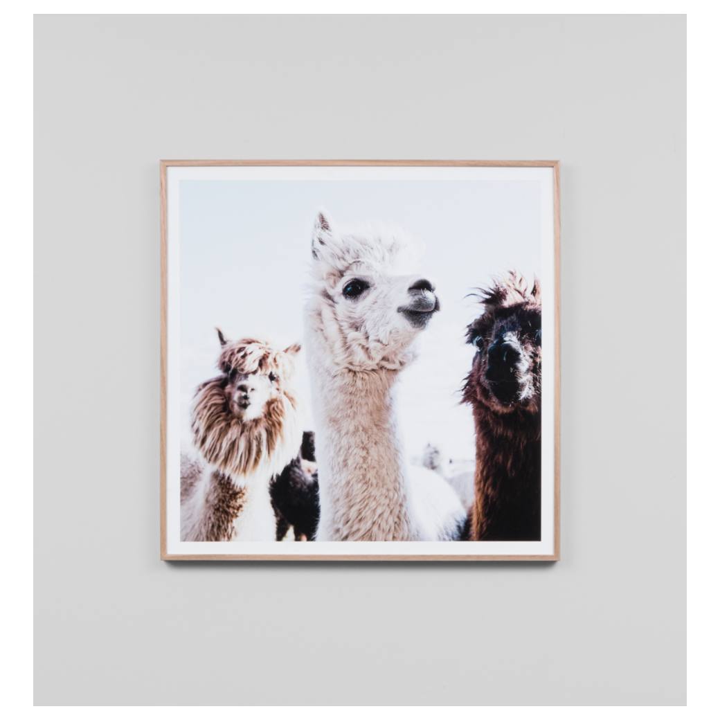 Llama Friends Print