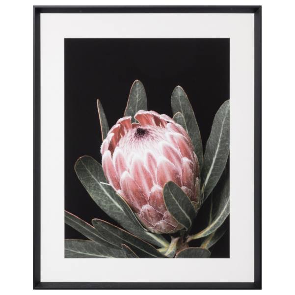 Australian Bloom Print