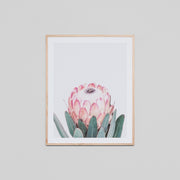 WAREPXAUSF1H_Australian Floral 1