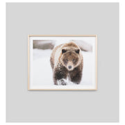 Brown Bear Print