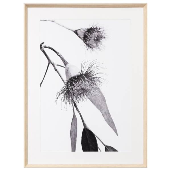 Flowering Gum Print