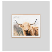 Highland Bovine Print, Raw