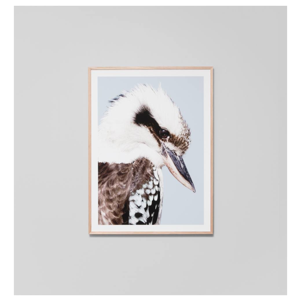 Kookaburra Print, Raw