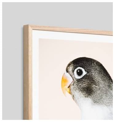 Parrot Print, Raw