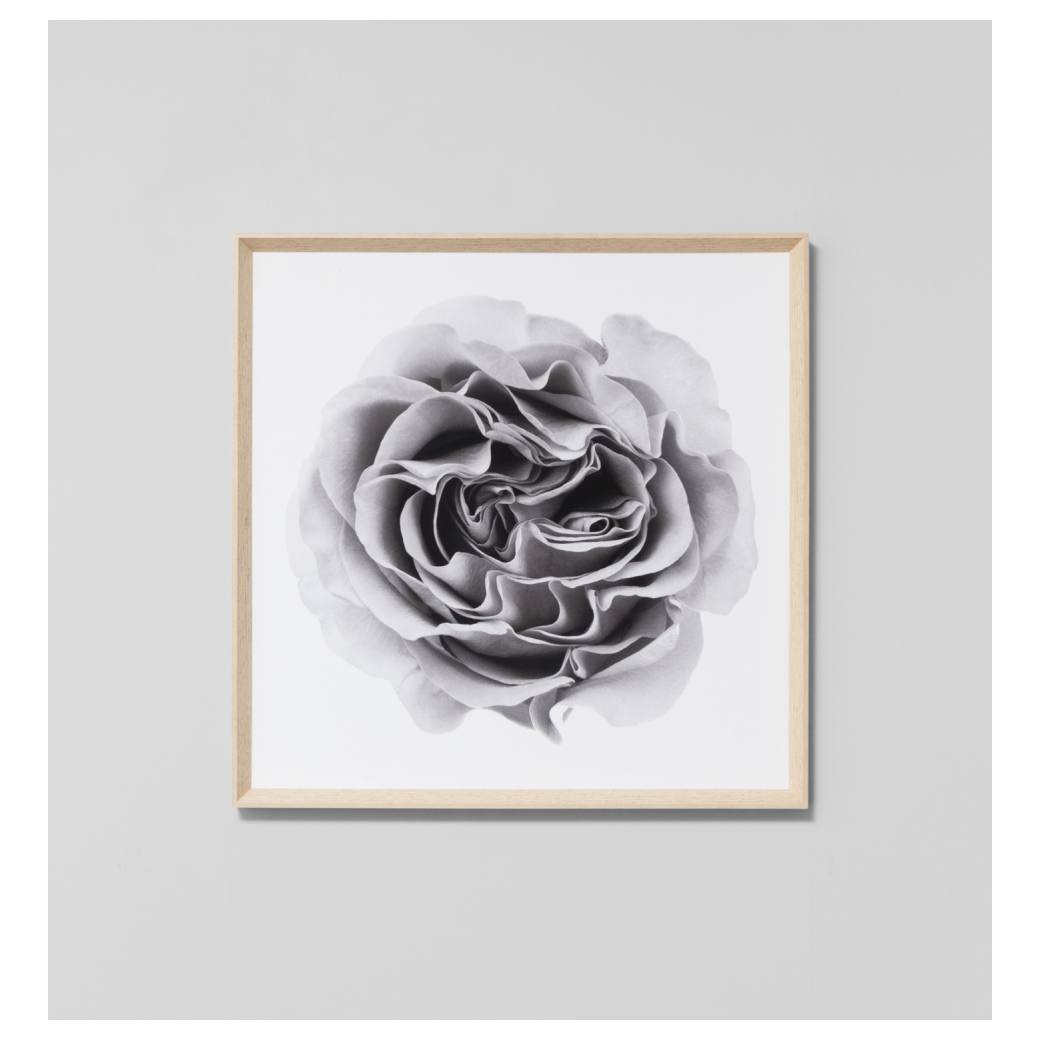 Unfurling Flower 1 Print