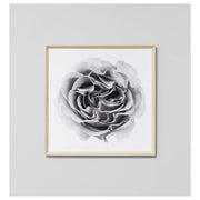 Unfurling Flower 1 Print