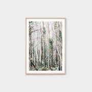 WAREUCFOG4_Eucalyptus Forest Print 87 x 122cm