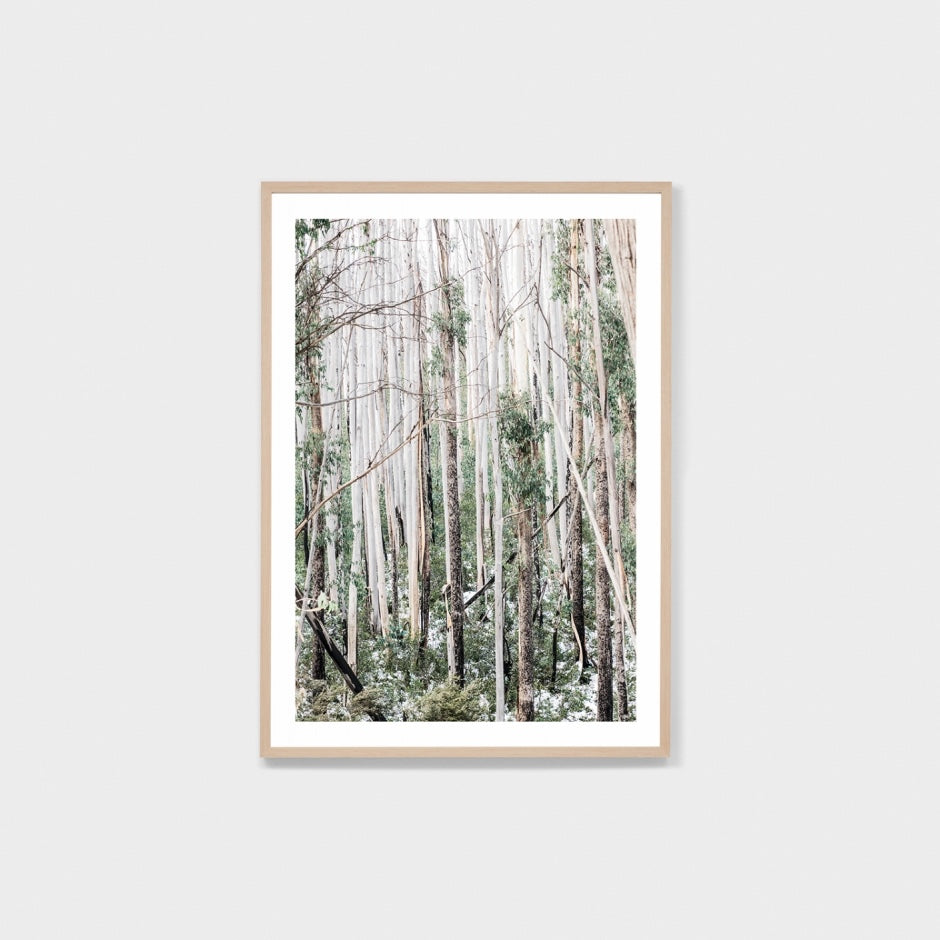 WAREUCFOG4_Eucalyptus Forest Print 87 x 122cm