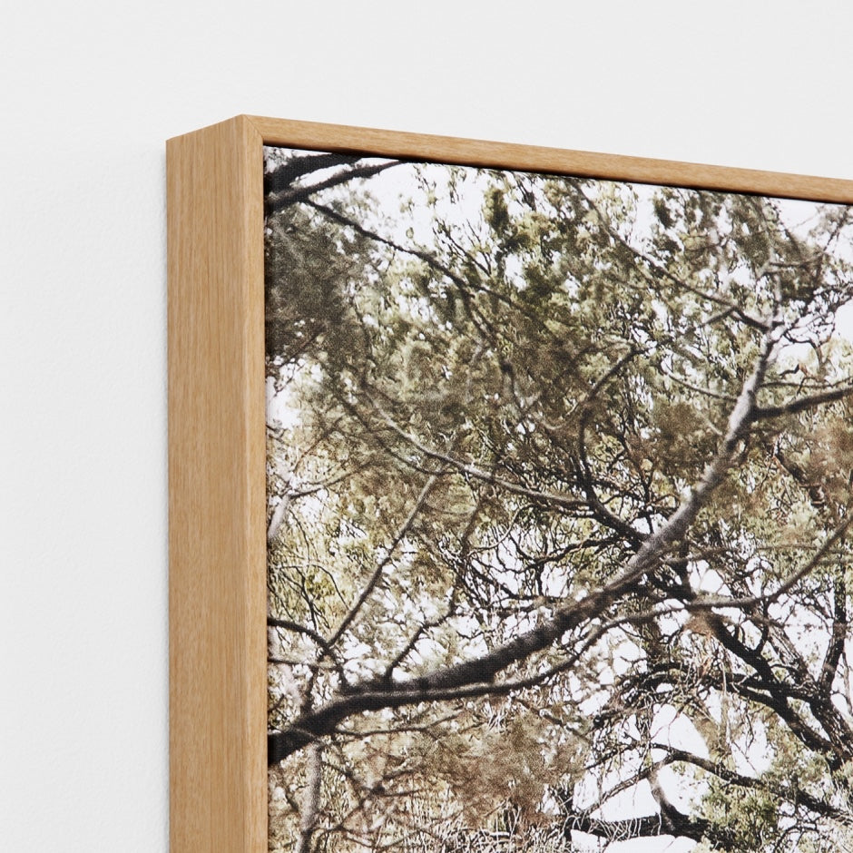 WARFCEUCTRA_Eucalyptus Track Framed Canvas
