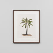WARFPBRIPAL1_British Palms 1