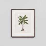 WARFPBRIPAL2_British Palms 2