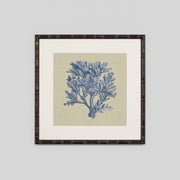 WARFPCHACOR1_Chambray Coral 1