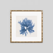 WARFPCOASEA5_Coastal Seaweed 5