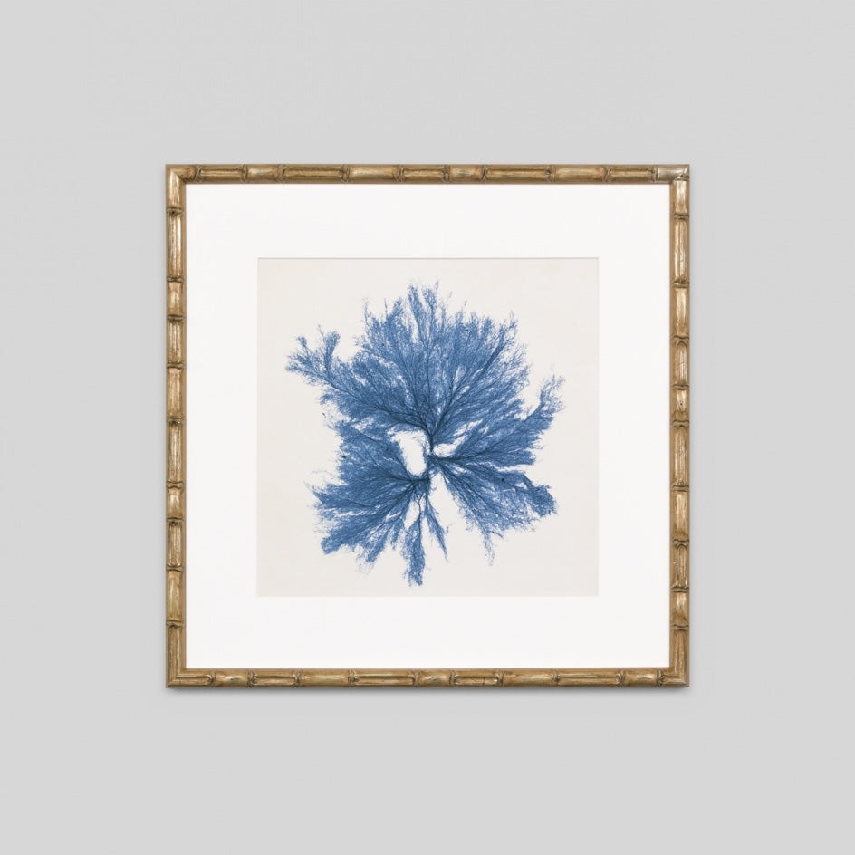 WARFPCOASEA5_Coastal Seaweed 5