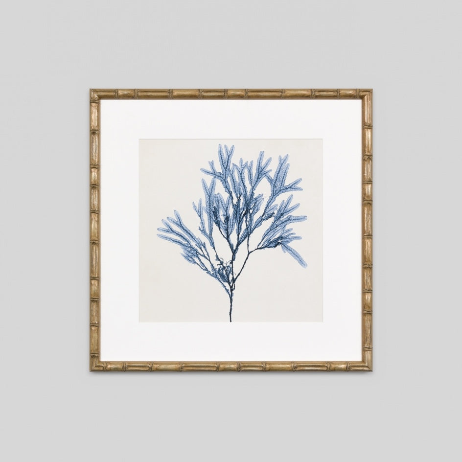 WARFPCOASEA8_Coastal Seaweed 8