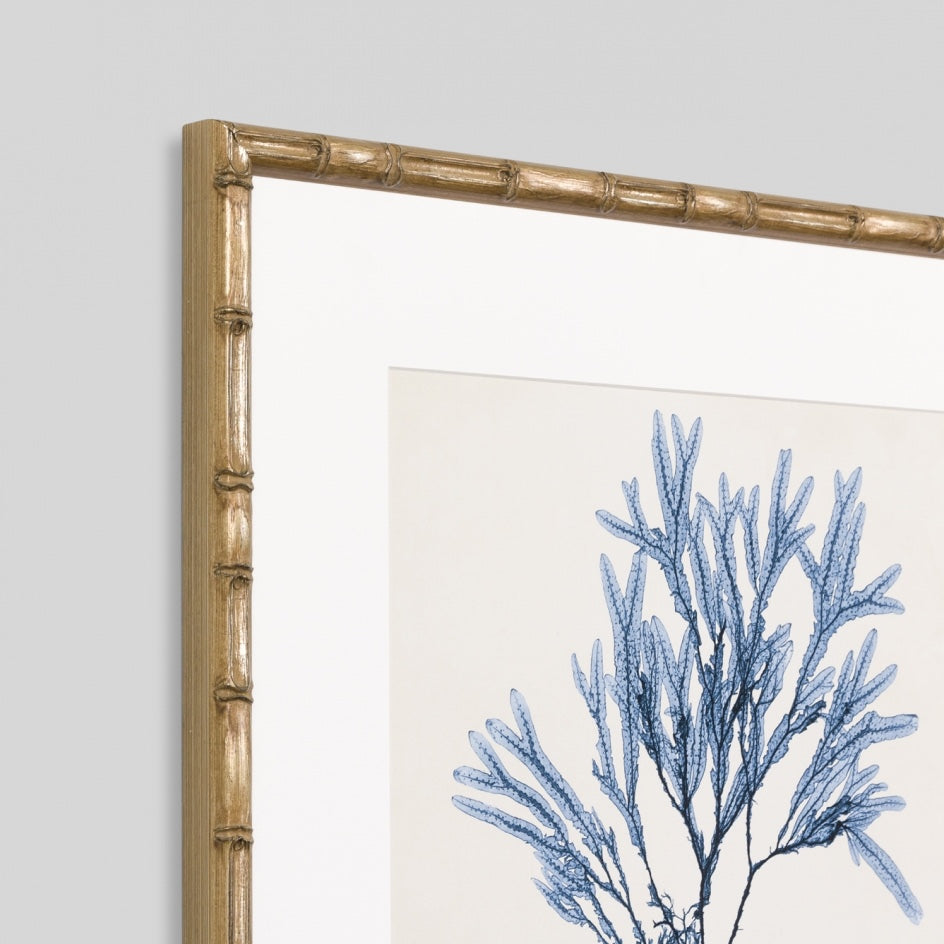 WARFPCOASEA8_Coastal Seaweed 8