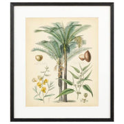 Fruitful Palm 1 Print