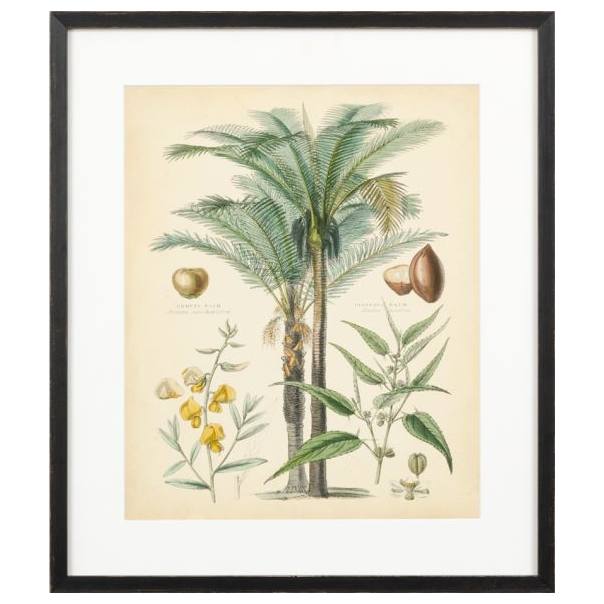 Fruitful Palm 1 Print