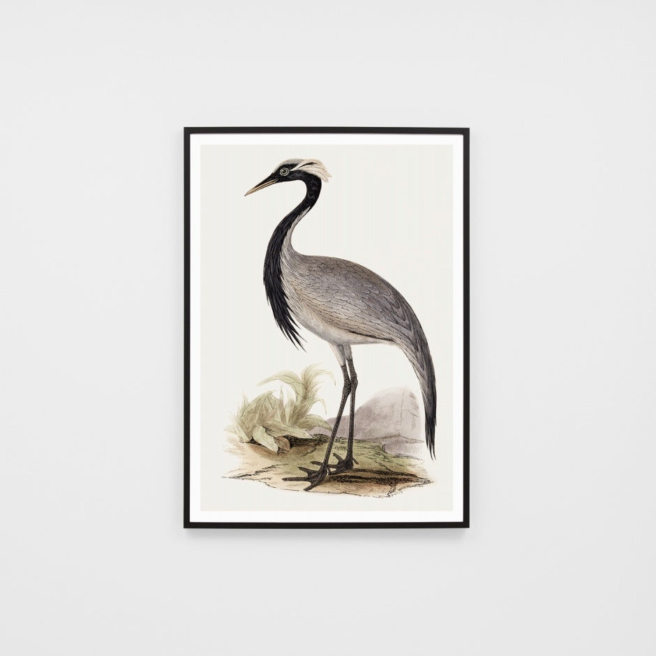 WARVINWAB1G1_Vintage Water Bird 1 Print 33 x 45cm
