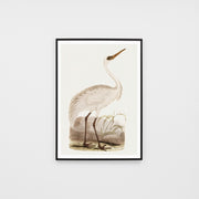 WARVINWAB2G1_Vintage Water Bird 2 Print 33 x 45cm