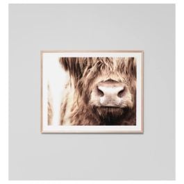 Highland Cow Nose Print, Raw