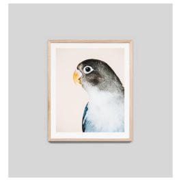 Parrot Print, Raw