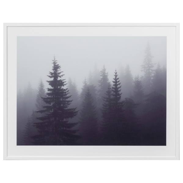 Misted Forest Framed Photographic Print