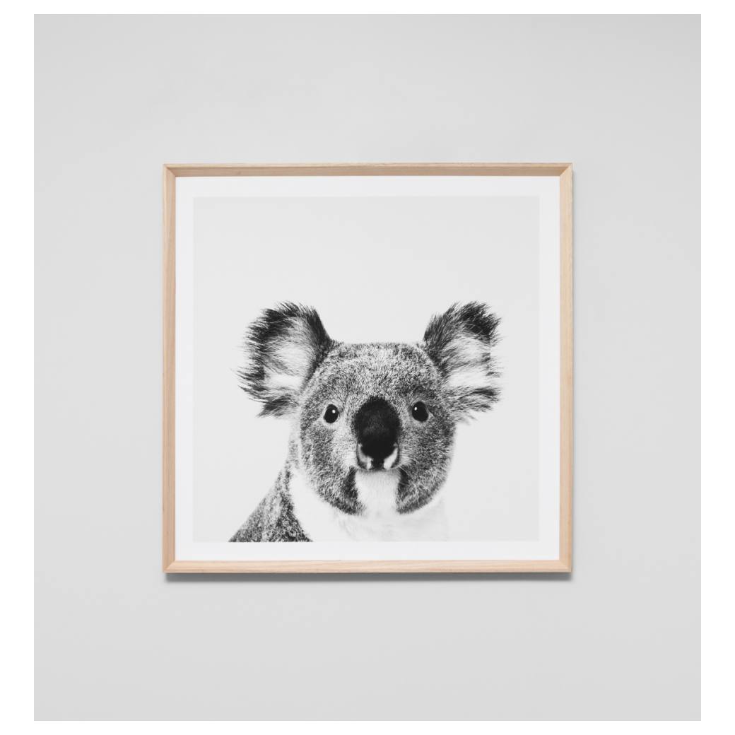 Koala Portrait Print, Raw