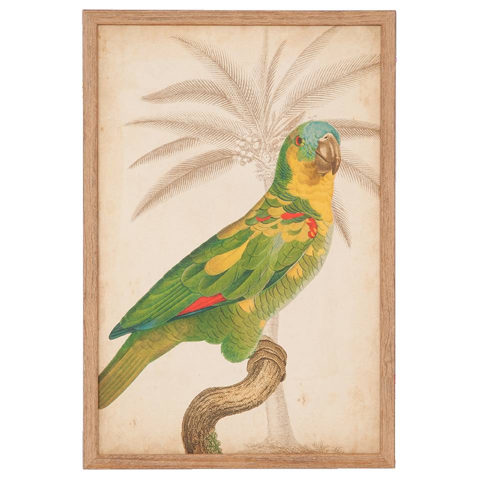 Parrot and Palm 2 Print