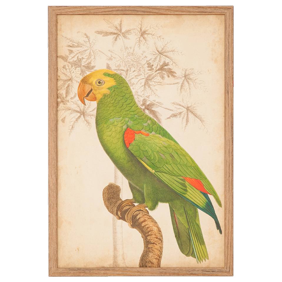 Parrot and Palm 3 Print