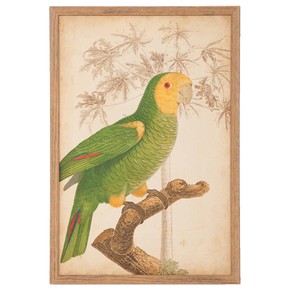 Parrot and Palm 4 Print